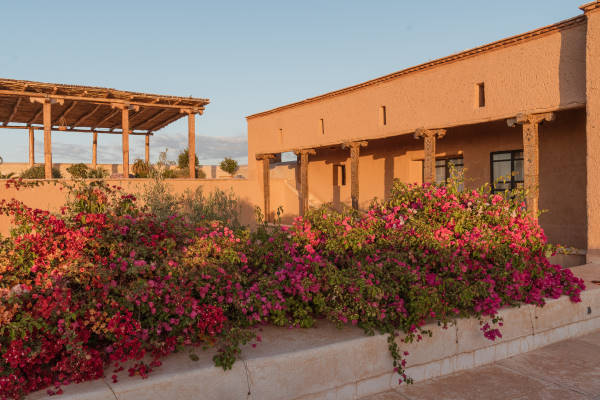 Bougainvilliers fuchsia en fleur sur la terrasse aux murs ocre