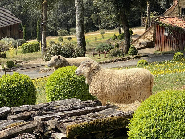 2 moutons dans le jardin devant les maisons du hameaux