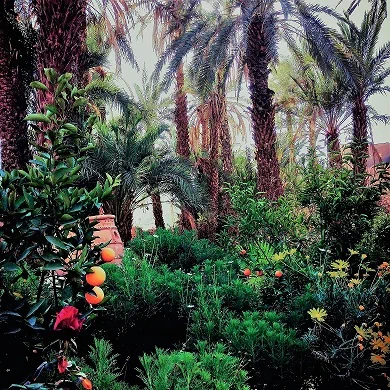 Jardin luxuriant avec des oranges dans les oranges et des palmiers
