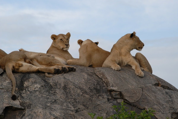 Jour6-Serengeti. Photo de lionnes allongées sur un rocher