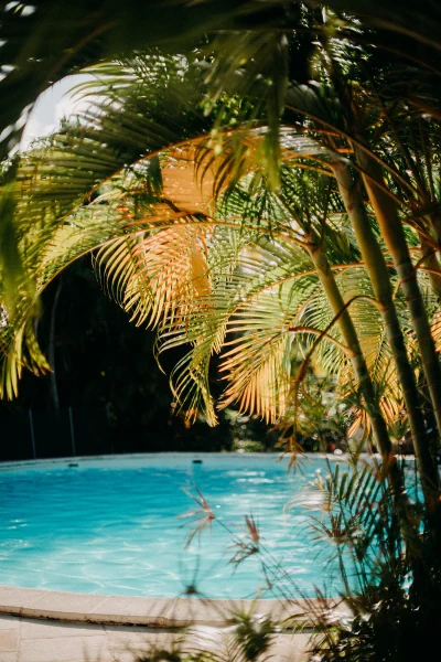 hôtel deshaies guadeloupe - piscine en forme de haricot entourée de palmiers et d'arbres
