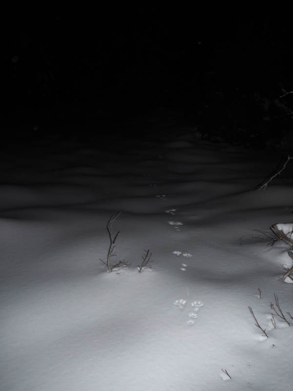 Pulka vercors - trace d'animaux dans la neige la nuit