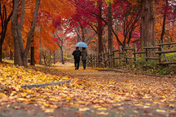 mobilité douce - Un couple sous un parapluie bleu se promenant sous des arbres aux feuilles rouges automnales