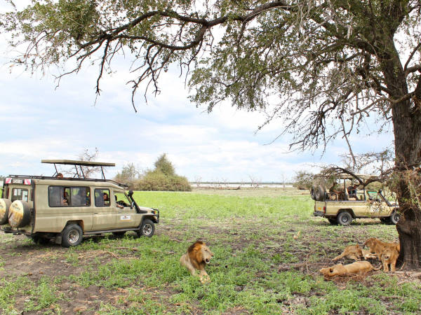 Eco Safari Tanzanie - lions et lionnes allongés aux pieds d'un arbre 