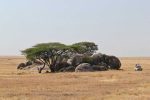 Plaine deserte avec au centre des rochers et des arbres et un seul 4x4 safari