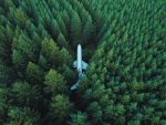 Un avion au sol entourée de grands sapins verts