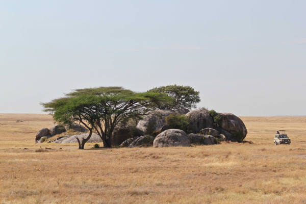 Eco Safari Tanzania - lions and lionesses lying at the foot of a tree