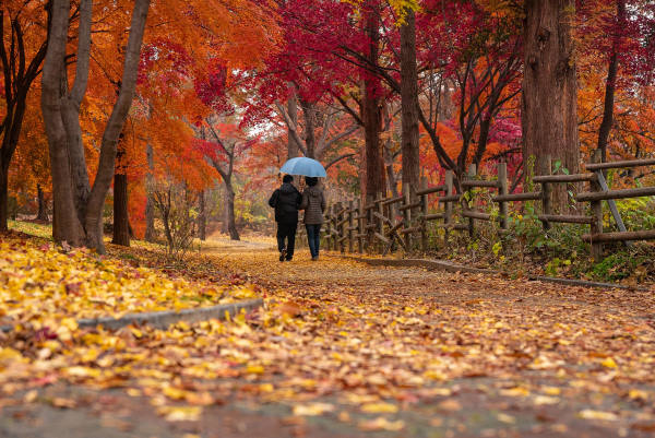 soft mobility - A couple under a blue umbrella walking under trees with red autumn leaves