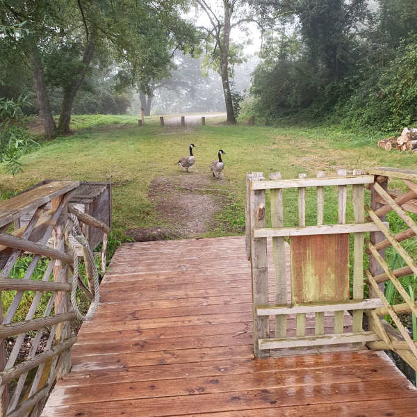 Canards avançant dans le brume vers l'eau du lac