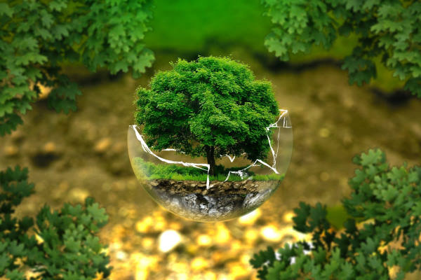 Tree growing in a glass sphere that breaks under the force of the tree